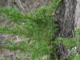 Montara 004